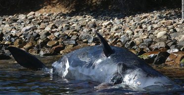 Пластмассовый мир победил. Чудовищная гора пластика когда-нибудь накроет все человечество