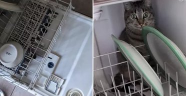 "Ясно, хто миє тарілки": кіт перетворив посудомийну машину на свій притулок (відео)