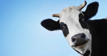 Цена идеальной коровы. Анатомия одной цифры