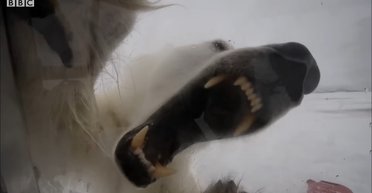 Автор видео, где его чуть не сожрал белый медведь, рассказал, как это было