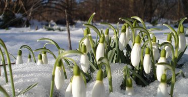 Ожидать ли аномального потепления зимой: синоптик рассказала, какая погода ожидается в январе