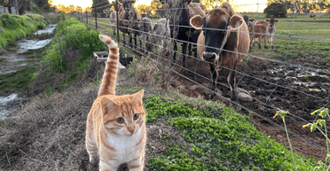 "Ты здесь не управляешь": фермер показал, как кот справляется с работой в его угодьях (фото)