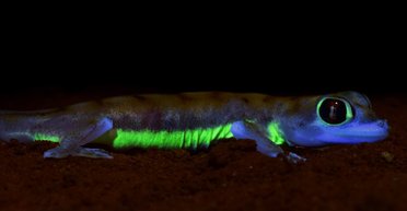 Исследователи обнаружили гекконов, святящихся неоново-зеленым цветом (фото)