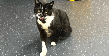 Побував у трьох країнах: зниклий рік тому кіт повернувся додому, подолавши 1930 км (фото)