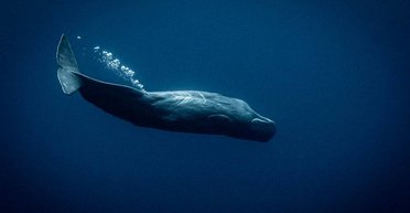 В Британии моряки приняли кита за российские дроны: как так произошло, подробности