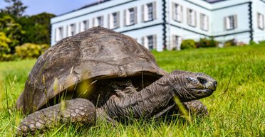 Знаменита 193-річна черепаха Джонатан була втягнута в грошову аферу