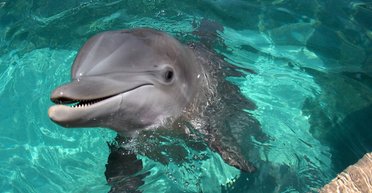 Ученые выяснили, что у людей и дельфинов имеются схожие черты характера