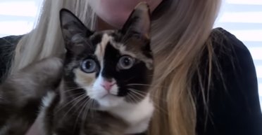 Найбільший страх котолюба: жінка випадково запакувала в посилку свою кішку (відео)