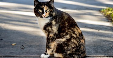 Два місяці, десяток міст та понад тисяча стерилізованих тварин: Royal Canin підбиває підсумки благодійного проєкту