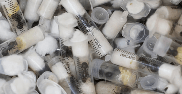 Ховали в шприцах та пробірках: контрабандисти намагалися вивезти 5 тисяч мурах