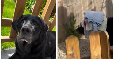 Лабрадор показал, как надо помогать хозяевам в домашних делах: реакция соцсетей (видео)