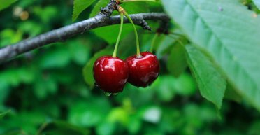 Вред и польза черешни: кому не стоит есть популярную летнюю ягоду