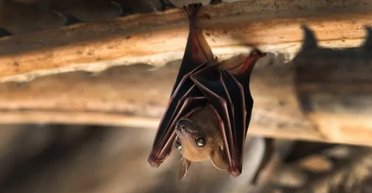 Чому кажани висять униз головою, коли сплять: відповідь учених може здивувати