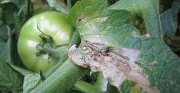 Урожай под угрозой: в Украине появились вредители хуже саранчи (фото)