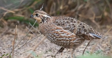 Земля постійно втрачає тепло: знайдено несподіваний шлях, яким енергія витікає в космос (фото)