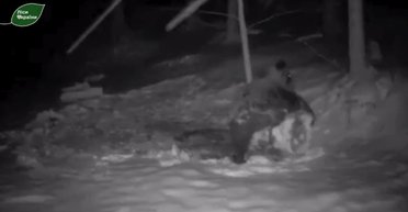 Лепил снеговика и катался на сене: на Буковине камера зафиксировала медведя, который не впал в спячку (видео)