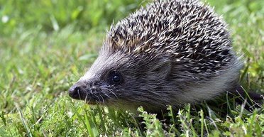 Из-за вымирания популярное ранее животное занесено в Красную книгу: о ком идет речь