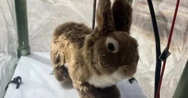 Во Флориде роботы-кролики открыли сезон охоты на питонов: инвазивные змеи терпят поражение (фото)