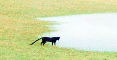 У Британії бачили істоту з легенд, які надихнули Конан Дойля на "Собаку Баскервілів"