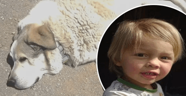 Собака приніс додому зниклого в пустелі хлопчика: всі подробиці (фото)