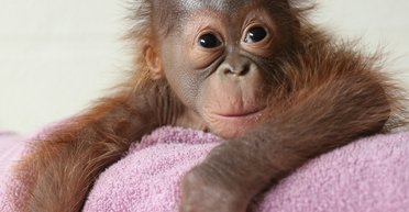 30 жінок годували своїх дітей грудьми перед вагітною самкою орангутанга: у чому причина