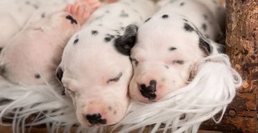 Такса прийняла 12 цуценят-сиріт, які втратили свою матір відразу після народження (фото)