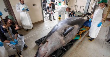 Ніколи не бачили живим: проведено перший розтин рідкісного кита, що здивувало вчених (фото)