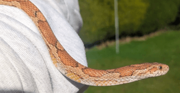 Зникла на рік домашня змія повернулася до господині після того, як її скинув птах на подвір'я