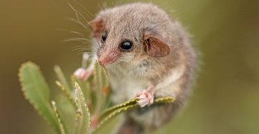 Самого крохотного опоссума в мире нашли там, где его быть не должно: где скрывается животное (фото)