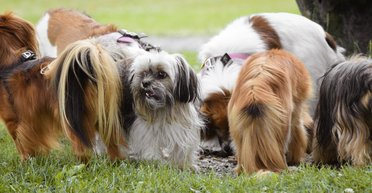 Любимые питомцы, которые будут рядом дольше других собак (фото)