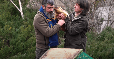 Не довелося будити: харківський бабак Тимко спрогнозував, якою буде весна 2025 року (відео)