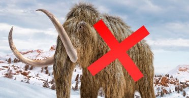 Кістки мамонта, що зберігалися в музеї 75 років, виявилося належать несподіваній тварині (фото)