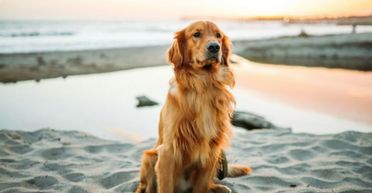 Чоловік вирушив у подорож на 43 дні: його дружина показала, як відреагував пес (відео)