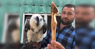 У горах Європи мешкають птахи з моторошним апетитом: вони ковтають 20-сантиметрові кістки (відео)