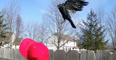 Вороны отлично поддаются дрессировке: достаточно четырех месяцев, чтобы птицы нападали на кепки MAGA