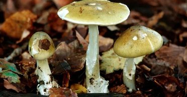 Яка їжа є найсмертельнішою для нас: учені дали відповідь (фото)