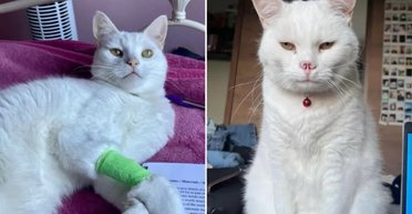 "Маленький Волан-де-Морт": кот с необычной особенностью внешности покорил сеть (фото)