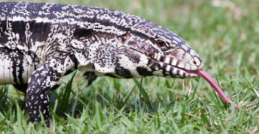 Вторжение из Аргентины: сотни ящериц размером с собаку сеют хаос в США