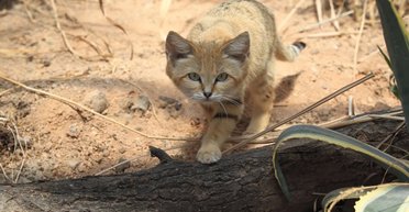 Живуть у пустелі та гавкають як собаки: названо найдивніших кішок у світі (відео)