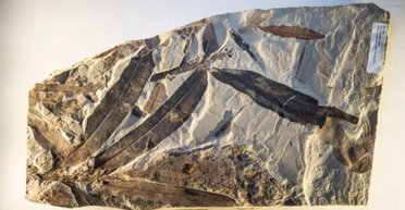 У місті-привиді знайшли "інопланетну" рослину: вона не пов'язана з жодною рослиною на Землі