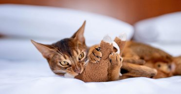 Усе не так, як здається: топ-7 поширених хибних думок про котів (фото, відео)