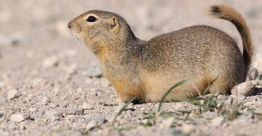 Суслики захватывают город в США: власти не могут остановить нашествие грызунов (видео)