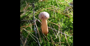 Поширюється надзвичайно швидко: в Україні знайшли новий вид грибів (фото)