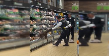 Тащили за хвост: из холодильника с элитными сырами в магазине вытянули дикого койота (видео)