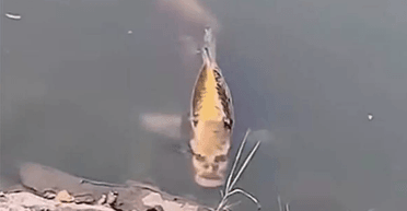 Справді лякає: в озері помітили рибу з "людським обличчям" (фото)