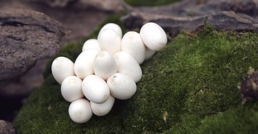 Жінка поплатилася за неуважність: "білі кульки" в лісі виявилися небезпечною знахідкою