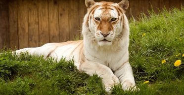 Названа самая редкая крупная кошка в мире: в дикой природе живет лишь четыре особи