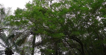 Вчені виявили дерева, за допомогою яких можна отримувати чисту енергію