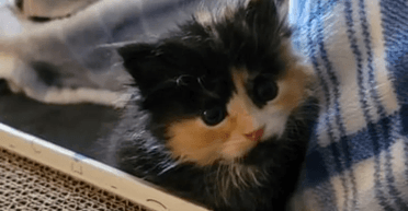 Зловив удачу за хвіст: листоноша врятував кошеня і розбагатів (фото)