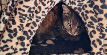 Сталося диво: зниклий на 10 років кіт несподівано возз'єднався з господарем (фото)